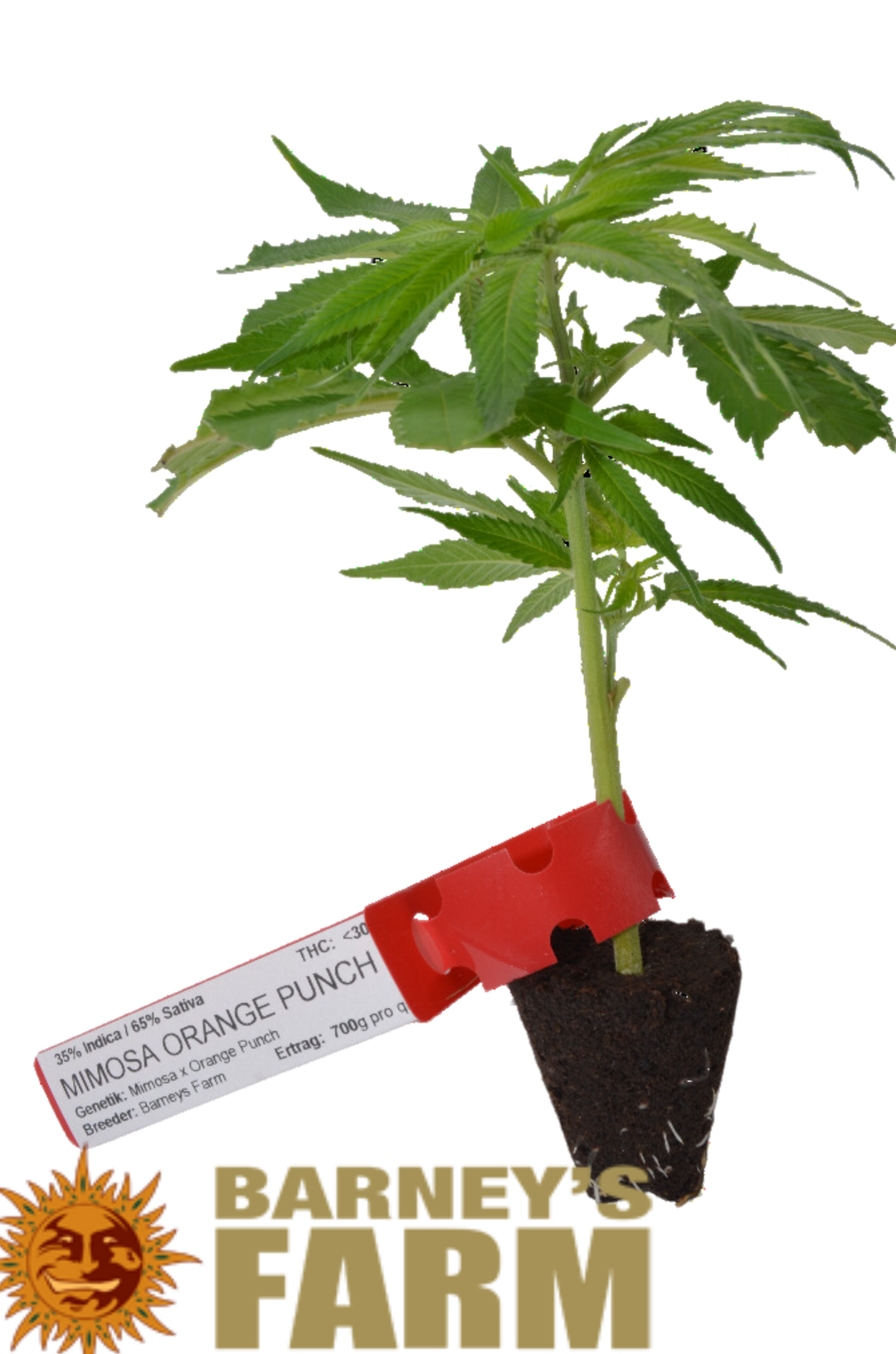 Mimosa Orange Punch Barney's Farm Clone