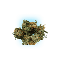 Semillas de Cannabis Black Domina auto. 3pcs