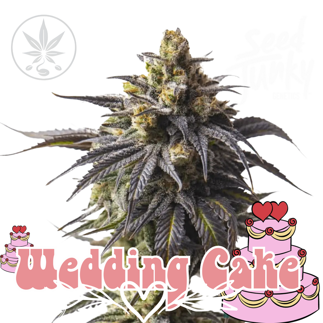 Premium cannabis cuttings Wedding Cake