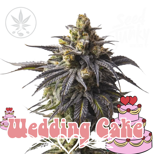 Premium cannabis cuttings Wedding Cake