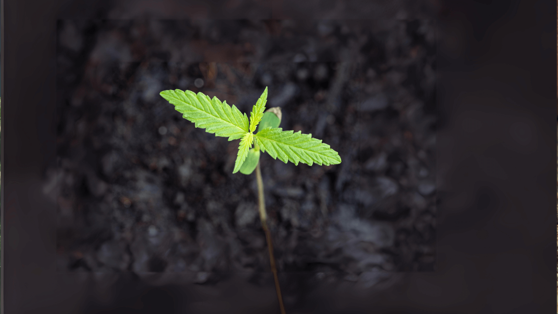 Cannabis Erde kaufen