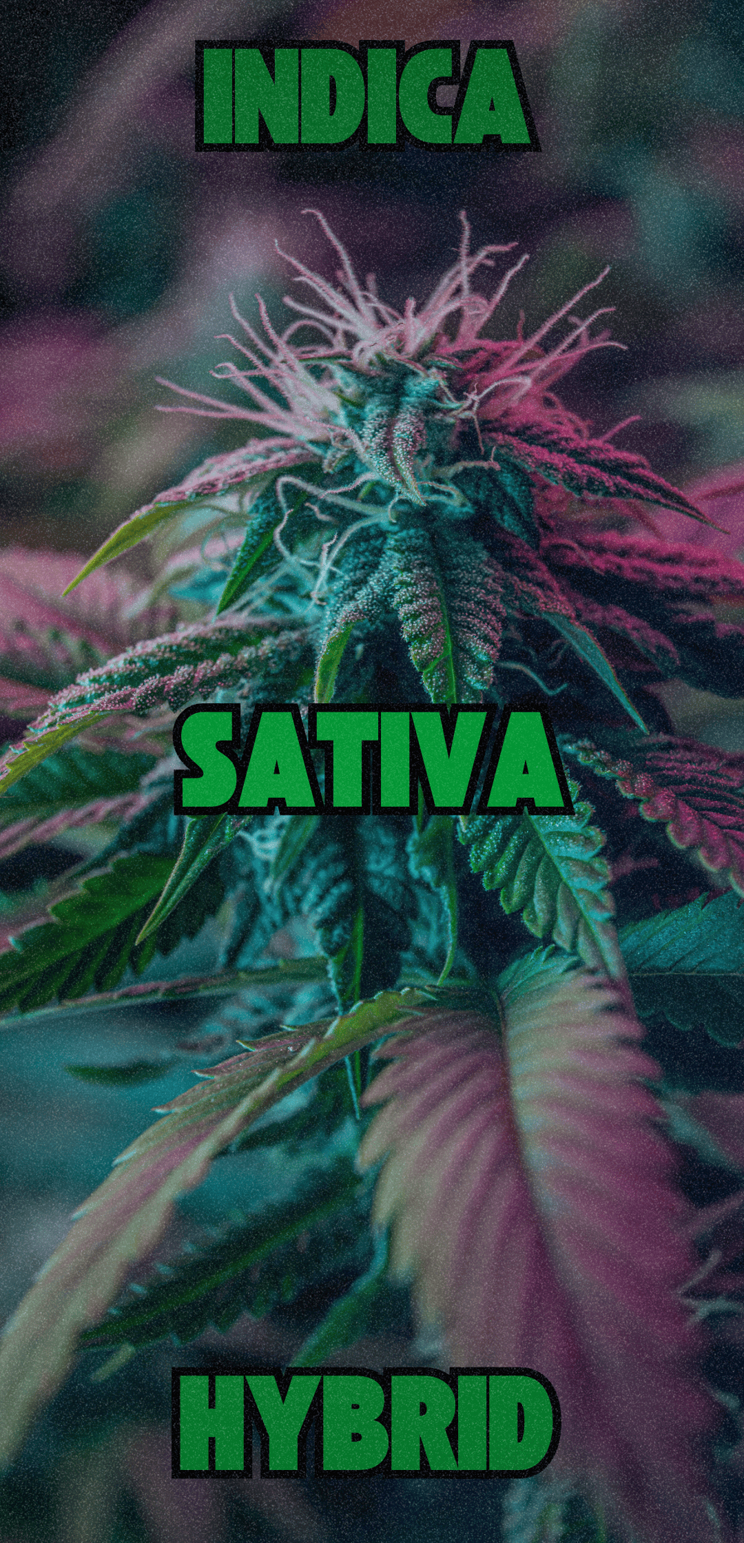 Picture of a Cannabis Strain with the words INDICA SATIVA and HYBRID