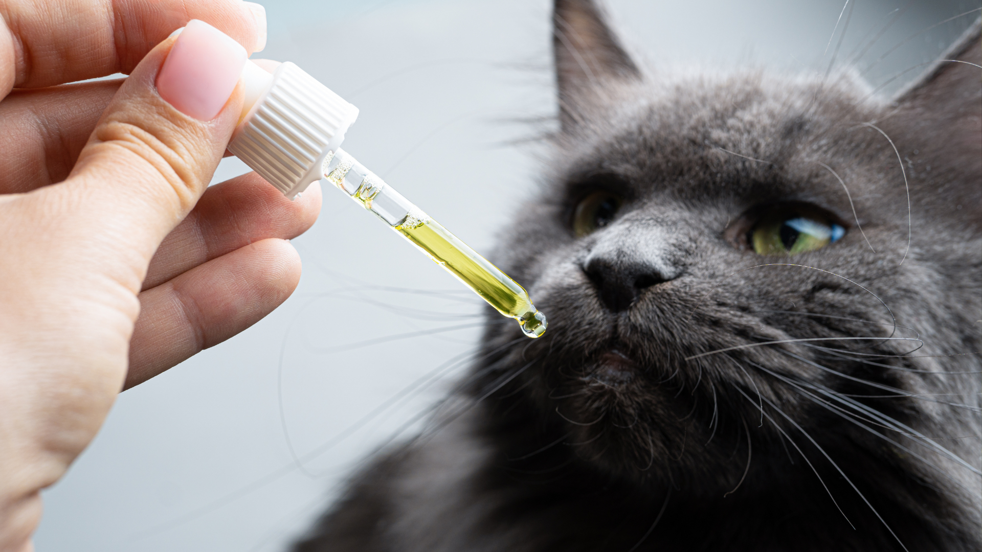 CBD Öl für Katzen kaufen