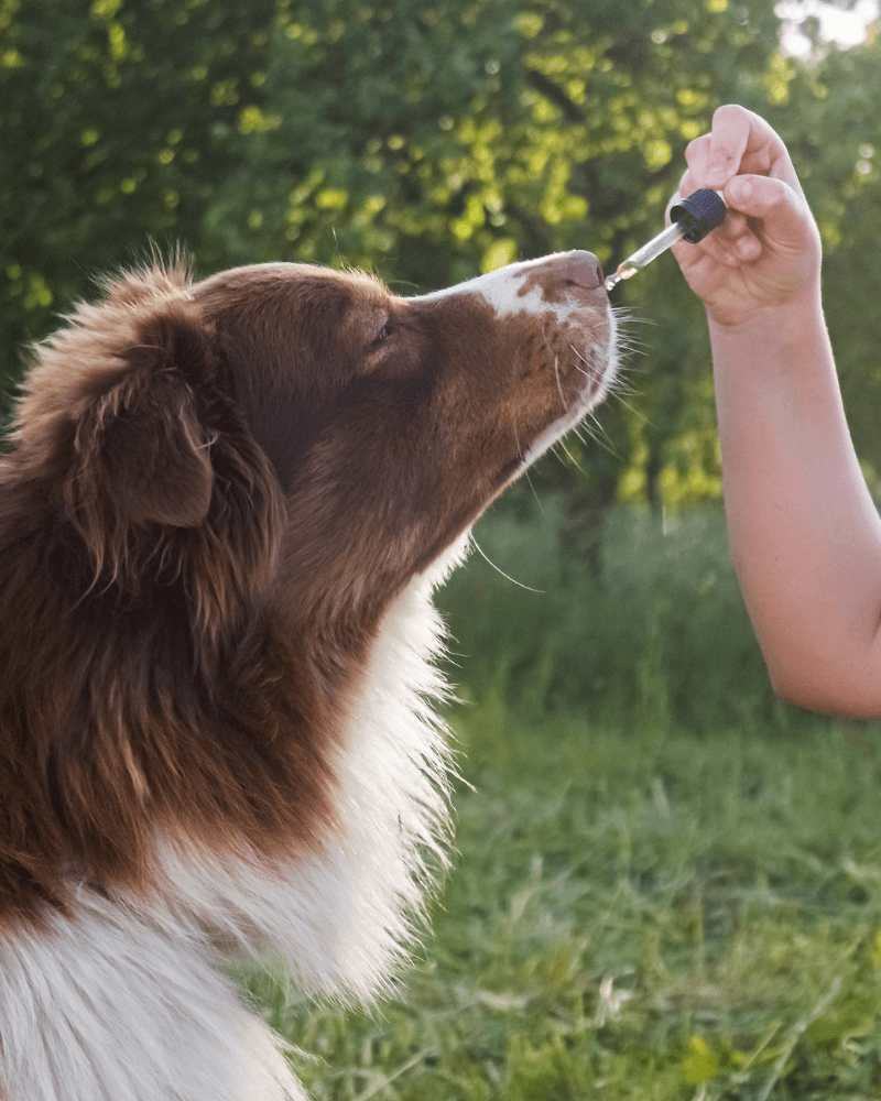 CBD Öl bei Tieren