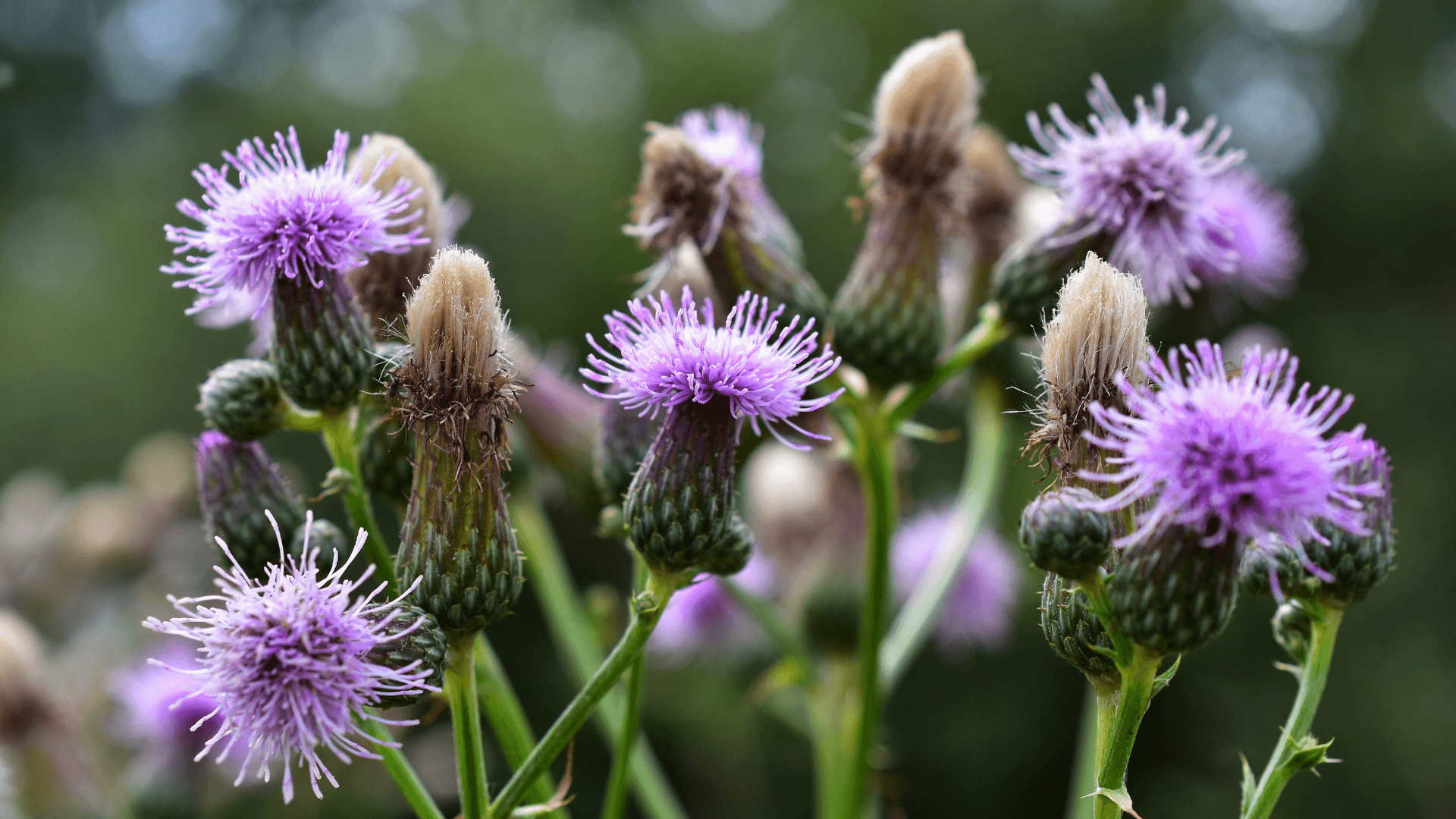 Mariendistel kaufen