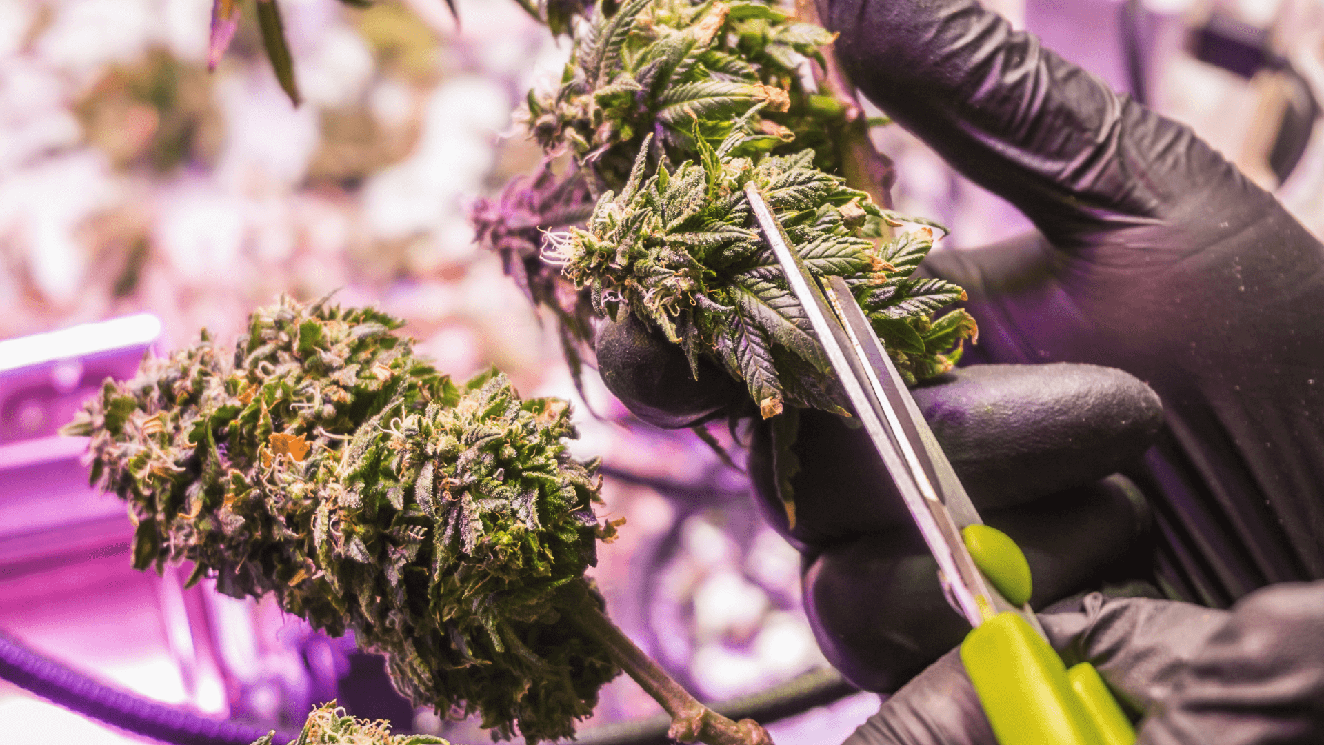 HHC-PO Cannabinoid Cannabis