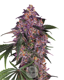 Semillas de Cannabis Purple Auto 3pcs